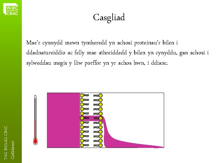 Casgliad Cellbilenni TAG BIOLEG CBAC Mae’r cynnydd mewn tymheredd yn achosi proteinau’r bilen i