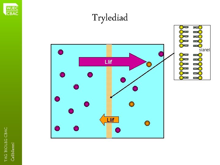 Cellbilenni TAG BIOLEG CBAC Trylediad sianel Llif 