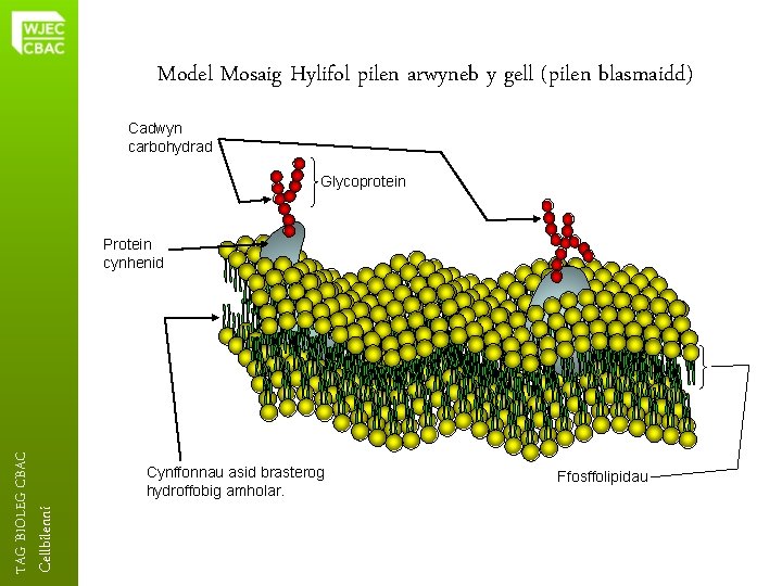 Model Mosaig Hylifol pilen arwyneb y gell (pilen blasmaidd) Cadwyn carbohydrad Glycoprotein Cellbilenni TAG