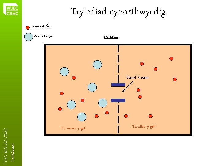 Trylediad cynorthwyedig Moleciwl dŵr Moleciwl siwgr Cellbilenni TAG BIOLEG CBAC Sianel Protein Tu mewn