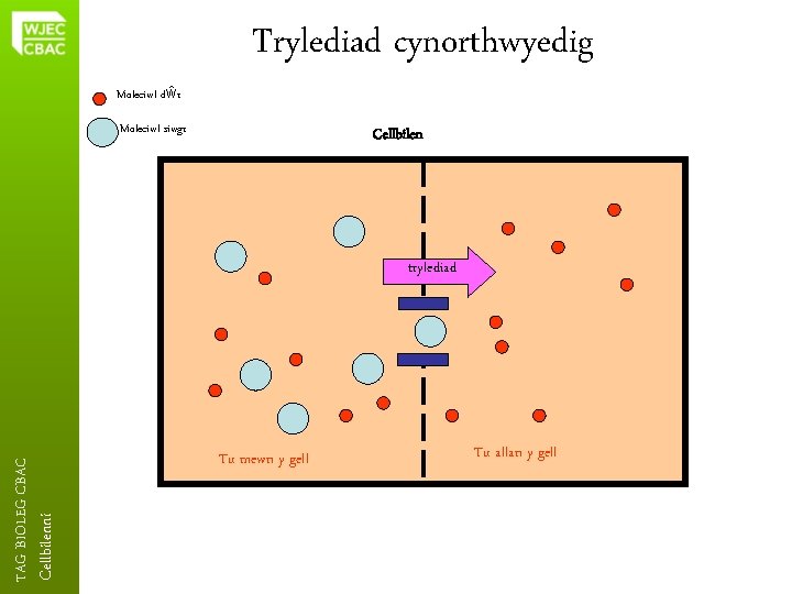 Trylediad cynorthwyedig Moleciwl dŵr Moleciwl siwgr Cellbilenni TAG BIOLEG CBAC trylediad Tu mewn y