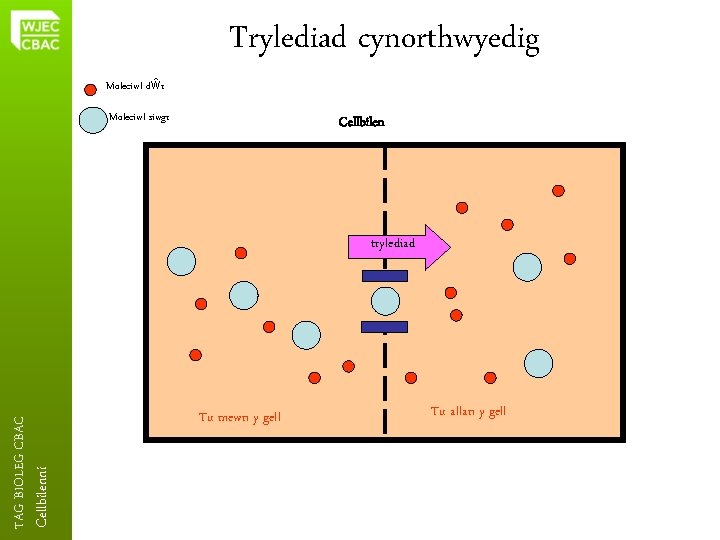 Trylediad cynorthwyedig Moleciwl dŵr Moleciwl siwgr Cellbilenni TAG BIOLEG CBAC trylediad Tu mewn y