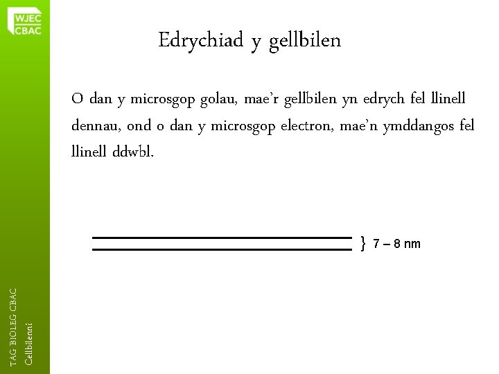 Edrychiad y gellbilen O dan y microsgop golau, mae’r gellbilen yn edrych fel llinell