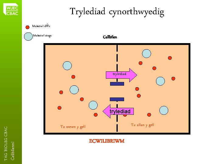 Trylediad cynorthwyedig Moleciwl dŵr Moleciwl siwgr Cellbilen trylediad Cellbilenni TAG BIOLEG CBAC trylediad Tu