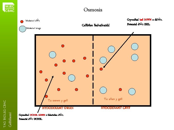 Osmosis Moleciwl dŵr Cellbilen lled-athraidd Cellbilenni TAG BIOLEG CBAC Moleciwl siwgr Tu mewn y