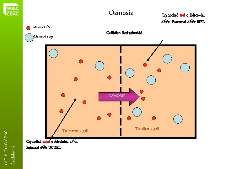 Osmosis Moleciwl dŵr Crynodiad isel o foleciwlau dŵr. Potensial dŵr ISEL. Cellbilen lled-athraidd Moleciwl