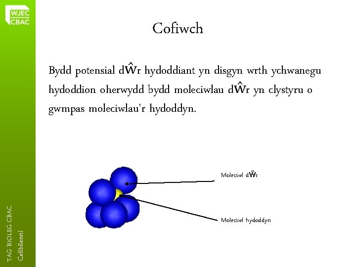 Cofiwch Bydd potensial dŵr hydoddiant yn disgyn wrth ychwanegu hydoddion oherwydd bydd moleciwlau dŵr