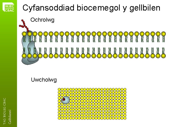 Cyfansoddiad biocemegol y gellbilen Ochrolwg Cellbilenni TAG BIOLEG CBAC Uwcholwg 