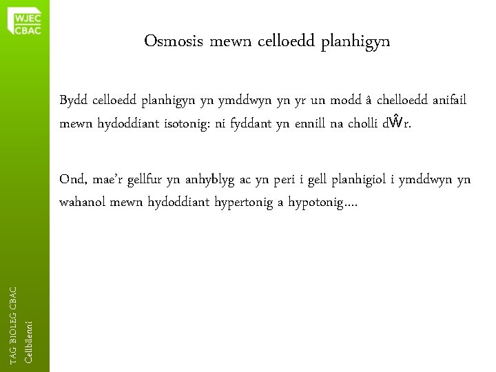 Osmosis mewn celloedd planhigyn Bydd celloedd planhigyn yn ymddwyn yn yr un modd â