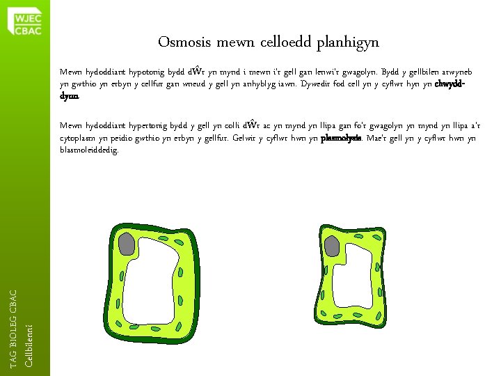 Osmosis mewn celloedd planhigyn Mewn hydoddiant hypotonig bydd dŵr yn mynd i mewn i’r