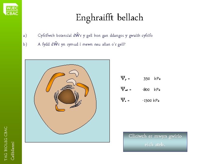 Enghraifft bellach Cellbilenni TAG BIOLEG CBAC a) b) Cyfrifwch botensial dŵr y gell hon