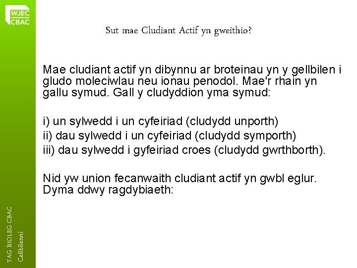 Sut mae Cludiant Actif yn gweithio? Mae cludiant actif yn dibynnu ar broteinau yn