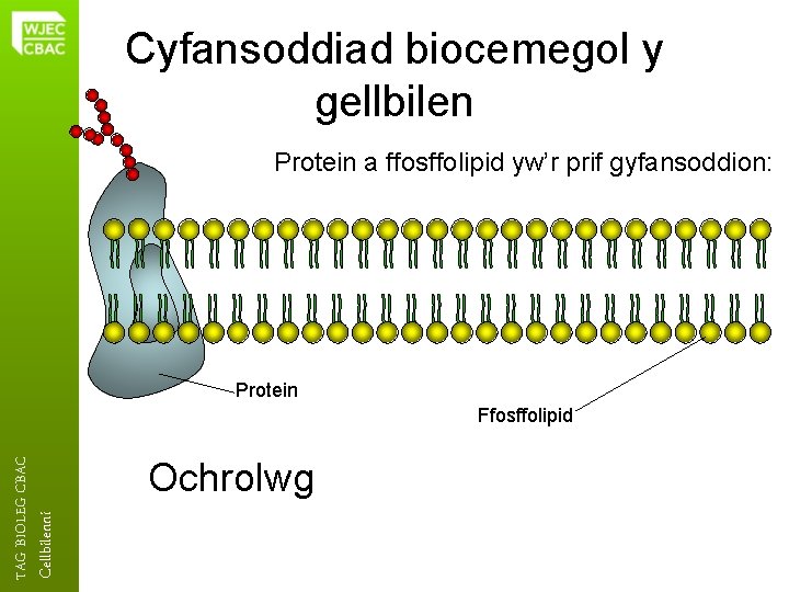 Cyfansoddiad biocemegol y gellbilen Protein a ffosffolipid yw’r prif gyfansoddion: Protein Cellbilenni TAG BIOLEG