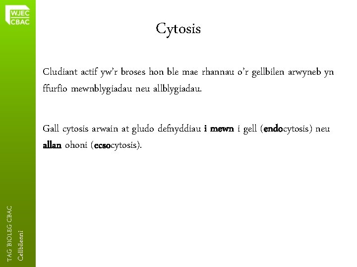 Cytosis Cludiant actif yw’r broses hon ble mae rhannau o’r gellbilen arwyneb yn ffurfio