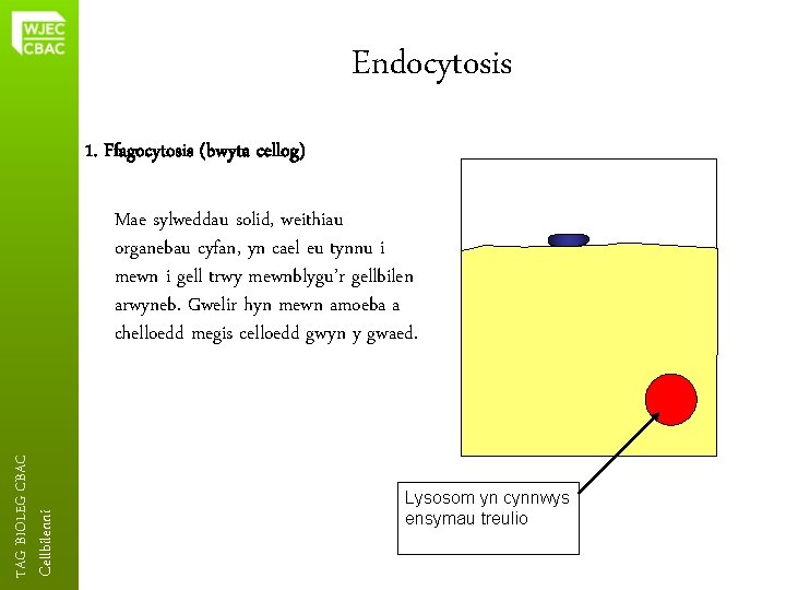 Endocytosis 1. Ffagocytosis (bwyta cellog) Cellbilenni TAG BIOLEG CBAC Mae sylweddau solid, weithiau organebau