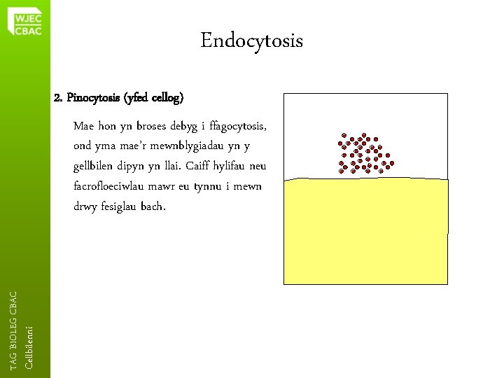 Endocytosis 2. Pinocytosis (yfed cellog) Cellbilenni TAG BIOLEG CBAC Mae hon yn broses debyg