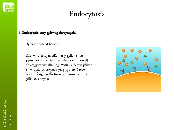 Endocytosis 3. Endocytosis trwy gyfrwng derbynnydd Dyma’r drydedd broses. Cellbilenni TAG BIOLEG CBAC Gwelwn