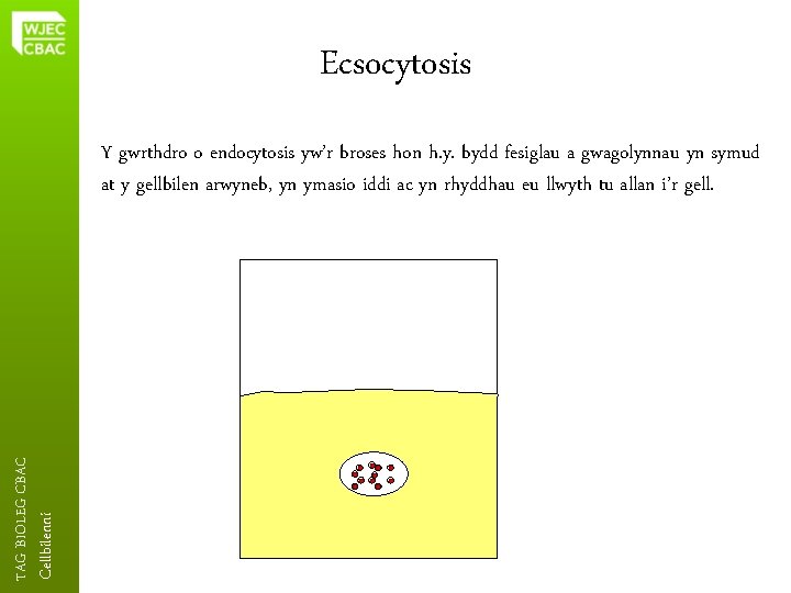 Ecsocytosis Cellbilenni TAG BIOLEG CBAC Y gwrthdro o endocytosis yw’r broses hon h. y.