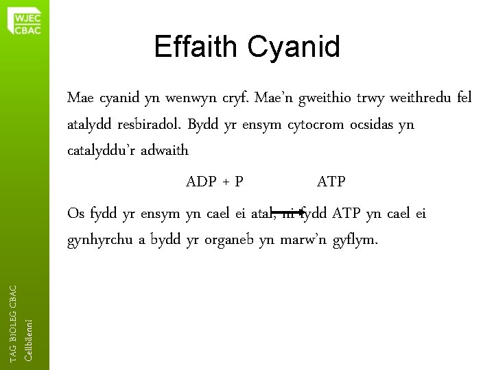 Effaith Cyanid Cellbilenni TAG BIOLEG CBAC Mae cyanid yn wenwyn cryf. Mae’n gweithio trwy