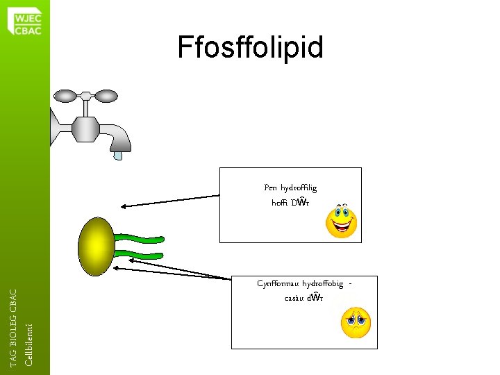 Ffosffolipid Cellbilenni TAG BIOLEG CBAC Pen hydroffilig hoffi Dŵr Cynffonnau hydroffobig casàu dŵr 4.