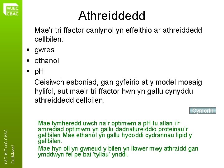 Athreiddedd Mae’r tri ffactor canlynol yn effeithio ar athreiddedd cellbilen: § gwres § ethanol