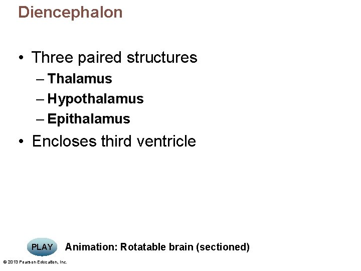 Diencephalon • Three paired structures – Thalamus – Hypothalamus – Epithalamus • Encloses third