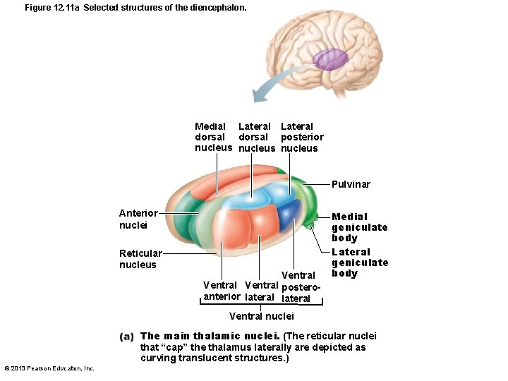 Figure 12. 11 a Selected structures of the diencephalon. Medial Lateral dorsal posterior nucleus