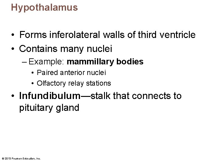 Hypothalamus • Forms inferolateral walls of third ventricle • Contains many nuclei – Example: