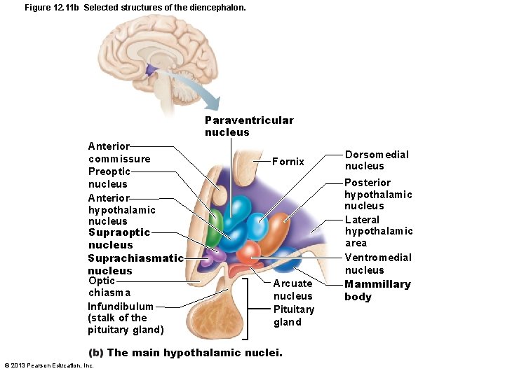 Figure 12. 11 b Selected structures of the diencephalon. Paraventricular nucleus Anterior commissure Preoptic