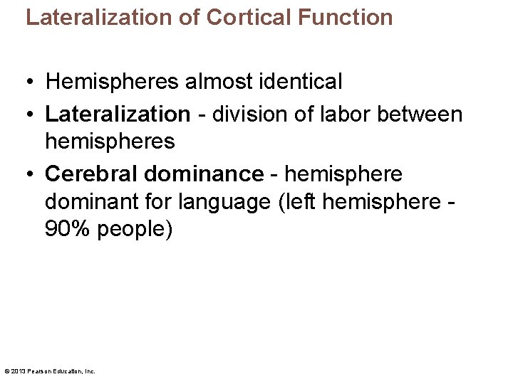 Lateralization of Cortical Function • Hemispheres almost identical • Lateralization - division of labor