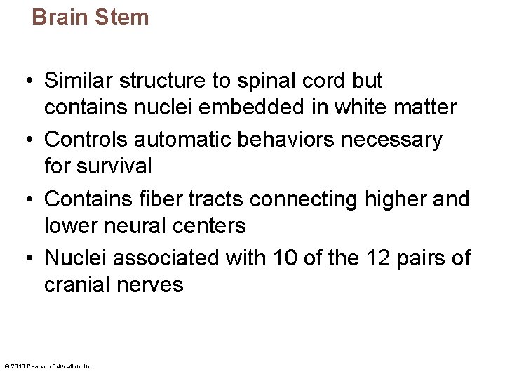 Brain Stem • Similar structure to spinal cord but contains nuclei embedded in white