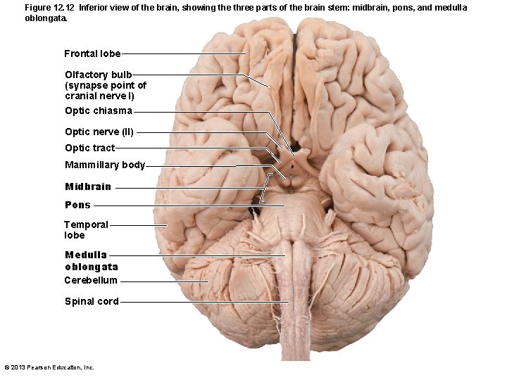 Figure 12. 12 Inferior view of the brain, showing the three parts of the