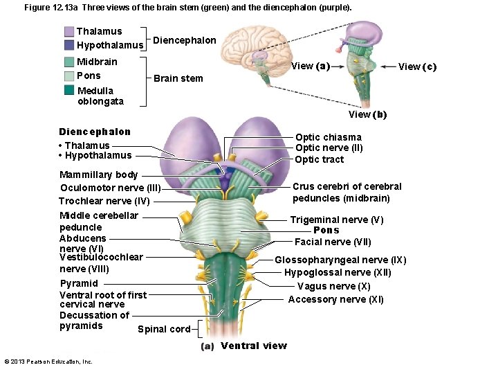 Figure 12. 13 a Three views of the brain stem (green) and the diencephalon