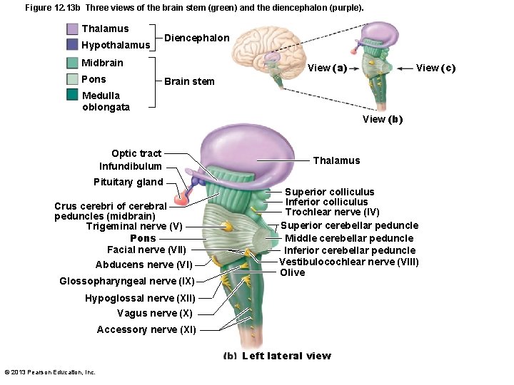 Figure 12. 13 b Three views of the brain stem (green) and the diencephalon