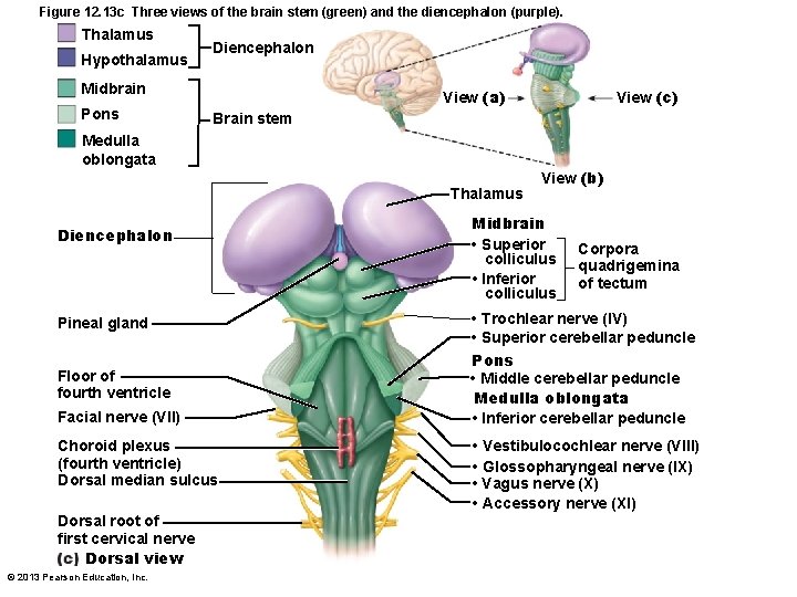 Figure 12. 13 c Three views of the brain stem (green) and the diencephalon
