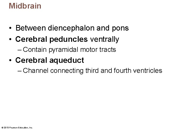 Midbrain • Between diencephalon and pons • Cerebral peduncles ventrally – Contain pyramidal motor