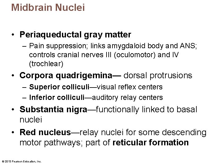 Midbrain Nuclei • Periaqueductal gray matter – Pain suppression; links amygdaloid body and ANS;