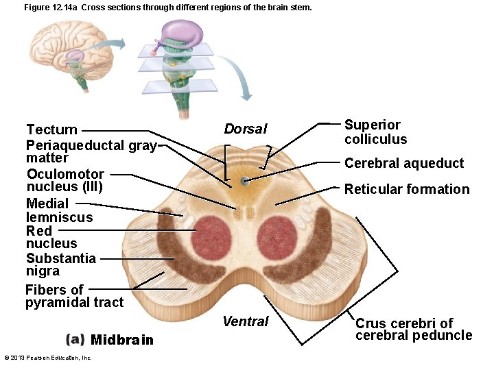 Figure 12. 14 a Cross sections through different regions of the brain stem. Tectum