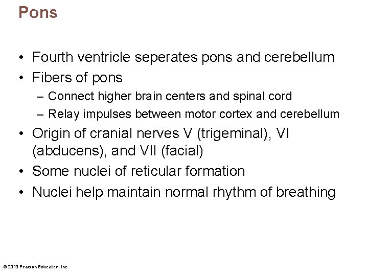 Pons • Fourth ventricle seperates pons and cerebellum • Fibers of pons – Connect