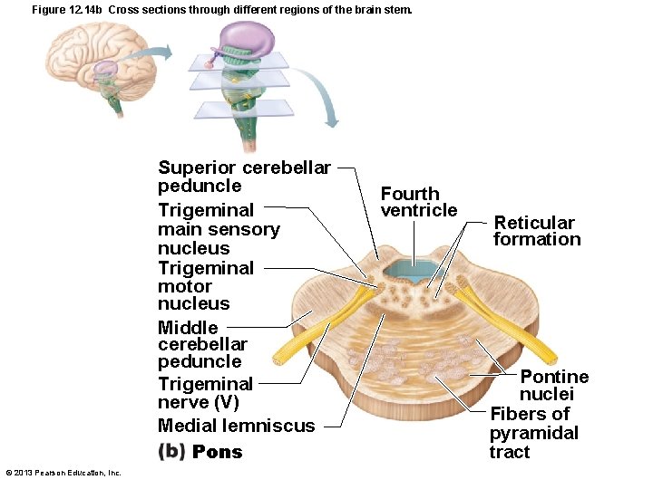 Figure 12. 14 b Cross sections through different regions of the brain stem. Superior