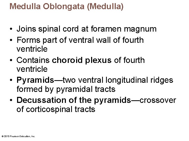 Medulla Oblongata (Medulla) • Joins spinal cord at foramen magnum • Forms part of