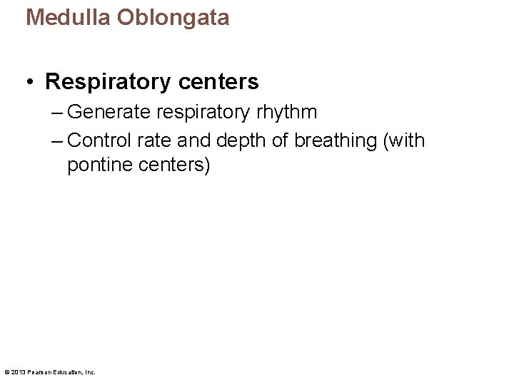 Medulla Oblongata • Respiratory centers – Generate respiratory rhythm – Control rate and depth
