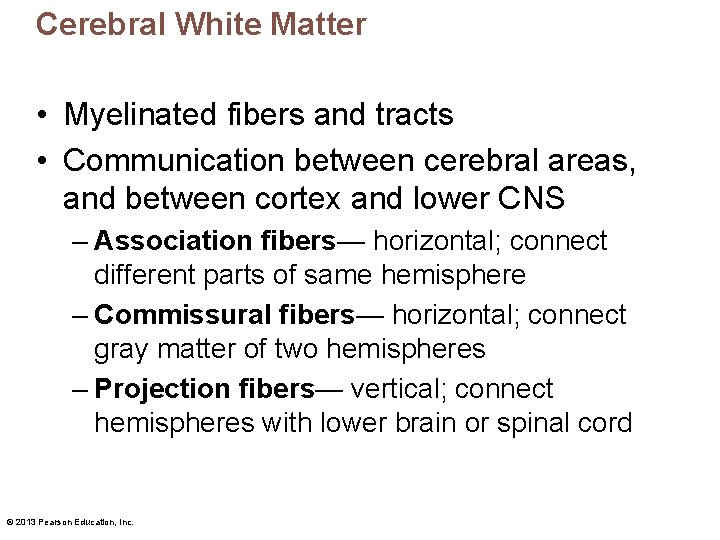 Cerebral White Matter • Myelinated fibers and tracts • Communication between cerebral areas, and