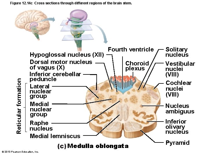 Reticular formation Figure 12. 14 c Cross sections through different regions of the brain