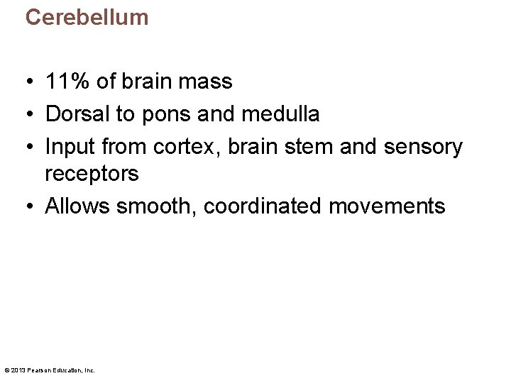 Cerebellum • 11% of brain mass • Dorsal to pons and medulla • Input