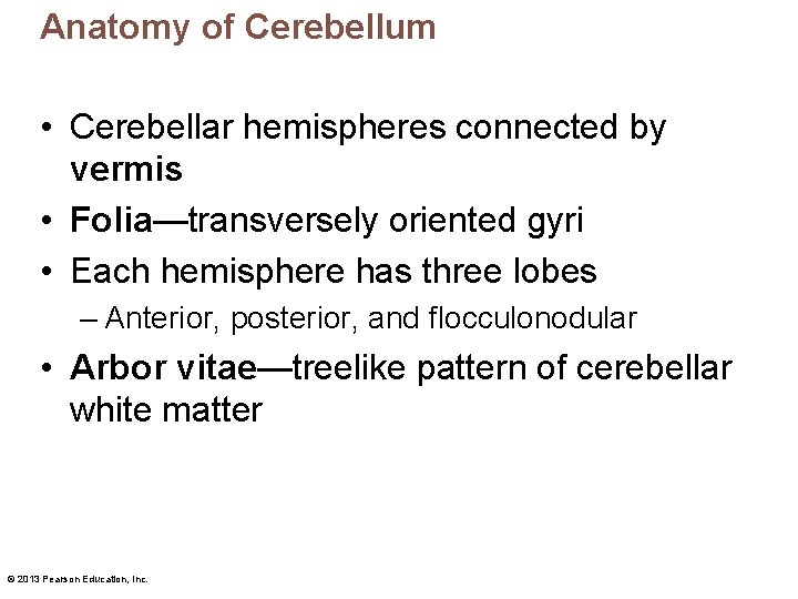 Anatomy of Cerebellum • Cerebellar hemispheres connected by vermis • Folia—transversely oriented gyri •