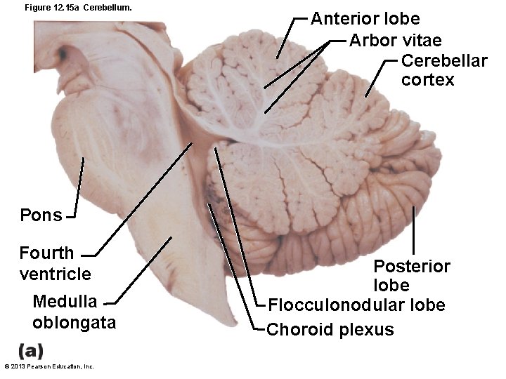Figure 12. 15 a Cerebellum. Anterior lobe Arbor vitae Cerebellar cortex Pons Fourth ventricle
