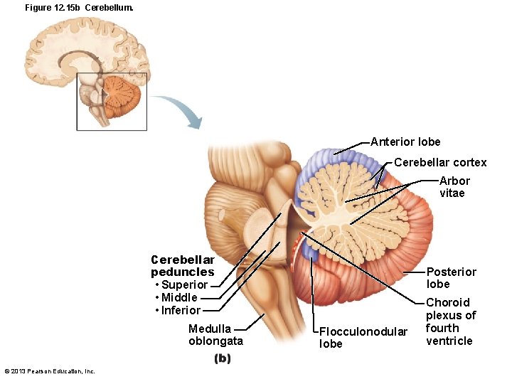 Figure 12. 15 b Cerebellum. Anterior lobe Cerebellar cortex Arbor vitae Cerebellar peduncles •