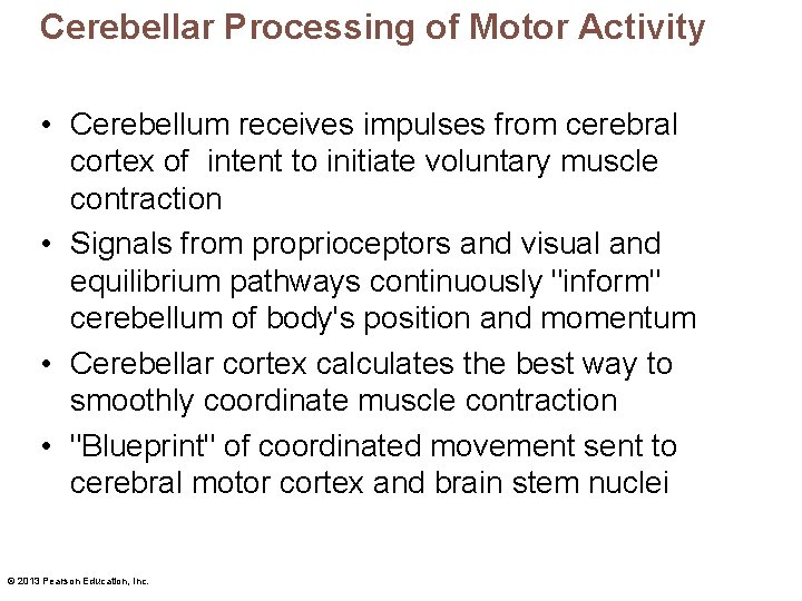 Cerebellar Processing of Motor Activity • Cerebellum receives impulses from cerebral cortex of intent