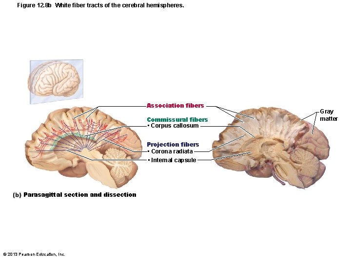 Figure 12. 8 b White fiber tracts of the cerebral hemispheres. Association fibers Commissural